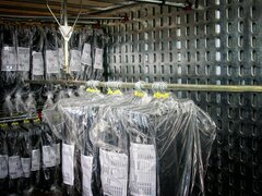 Transport confectii - Transport confectii pe umerase